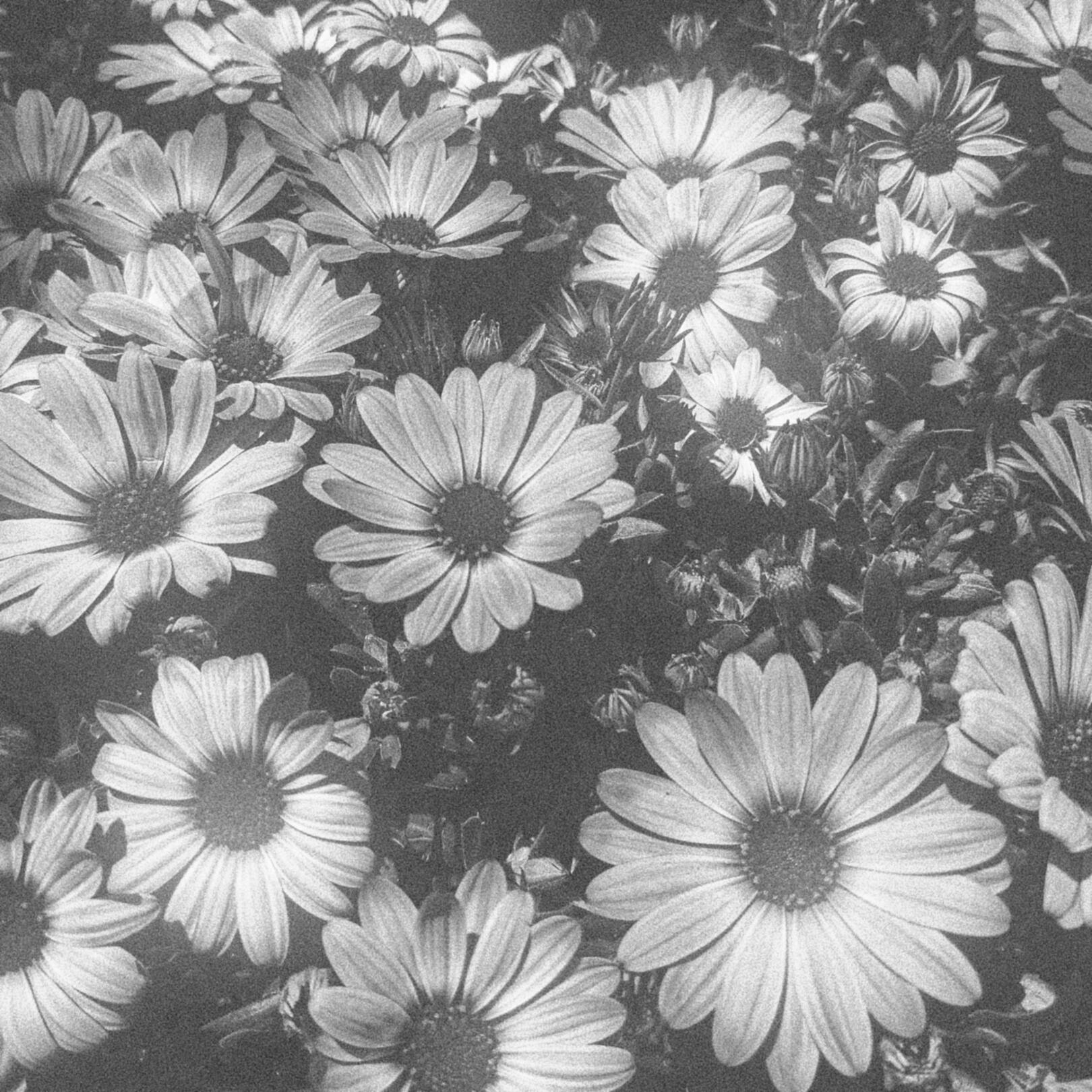 A monochrome snapshot of a bunch of African Daisies Osteospermum / Dimorphotheca.